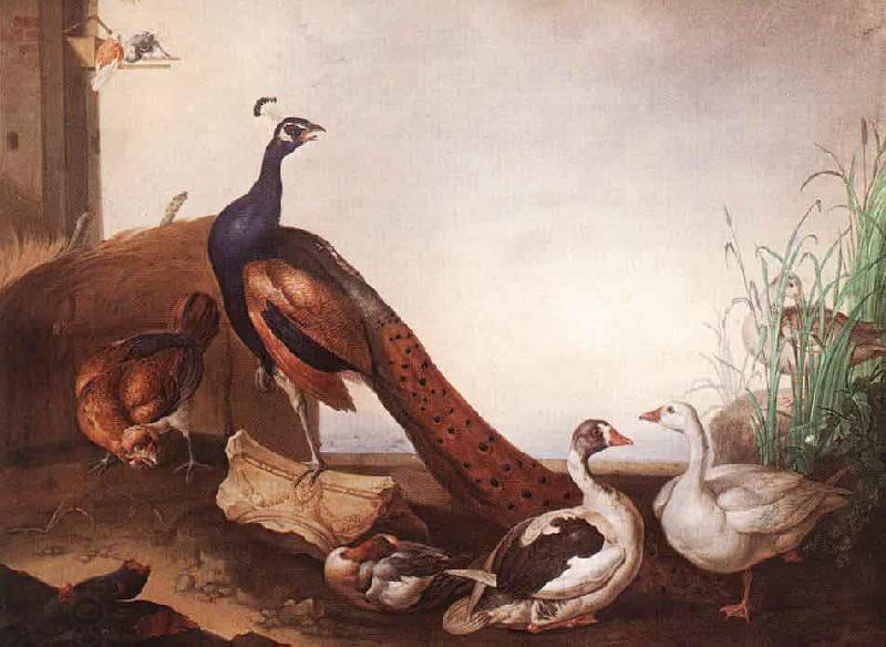 Jakob Bogdani Peacock with Geese and Hen China oil painting art